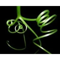 Biodiversity for a Livable Climate