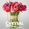 Chrysal International BV Chrysal International BV