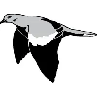 White Wing Construction Services White Wing Construction Services