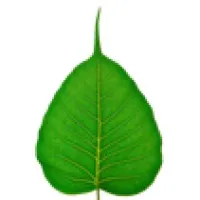 Pipal Limited