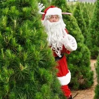 Dural Christmas Tree Farm
