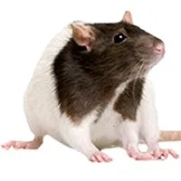 Rodentpro.Com