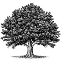 The Center for Learning With Nature