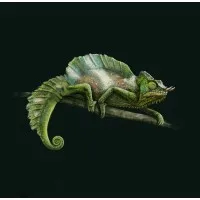 Tree Dragon Films Tree Dragon Films