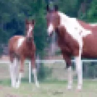 Equine Veterinary Services - Texas