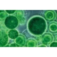 Algae Production Systems, Inc.