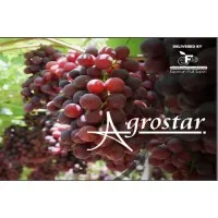 Agrostar - Egyptian Fruit Export