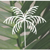 Palm Vascular Centers