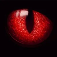 Red Eye Risk Management