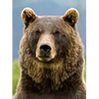 Griz Global Solutions, LLC