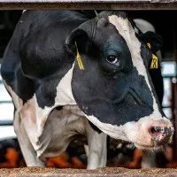 Silverstreak Dairies, LLC Silverstreak Dairies, LLC