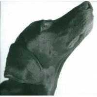 Darryl Carter Design