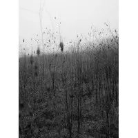 petrichor