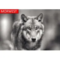 Morwest Crane & Services Ltd.