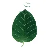 chlorophyll brand & communications consultancy chlorophyll brand & communications consultancy