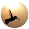 Career Flight Consultancy Services Career Flight Consultancy Services