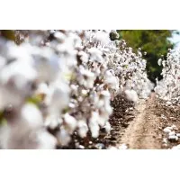 Carroll Cotton Co Pty Ltd