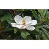 Magnolia Companies, LLC Magnolia Companies, LLC