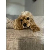 Gracie