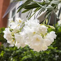 Sierra Sun Landscaping