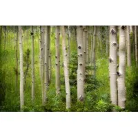 THE ASPEN CENTER FOR COUNSELING AND CONSULTATION, LLC