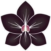 The Belize Collection