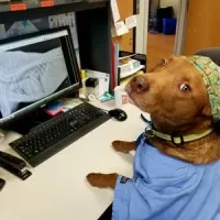 Veterinary Referral and Critical Care
