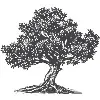 OLIVE ROOTS