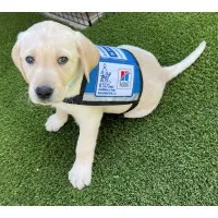 KSDS Assistance Dogs, Inc.