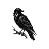 Corveris Corveris