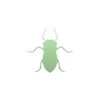 Aphid