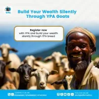 Youth Platform Africa