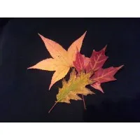 Retired January 2016