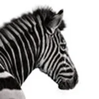 Investec Business Advisory