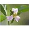 Trillium Springs Counseling