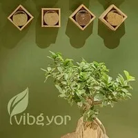 Vibgyor Agro Commodities Pvt Ltd