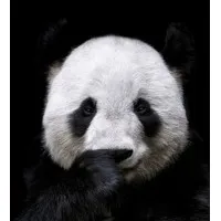 Panda Corp