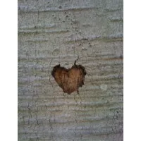 Thrive Therapeutic Services