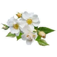 High Quality Graphic Design Works