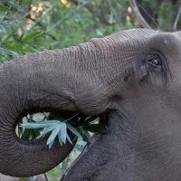 ELEPHANT AID INTERNATIONAL