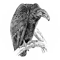 Dregs Of Wisdom LLC