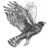 Hawkes Law Firm Hawkes Law Firm