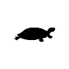 Black Turtle Black Turtle