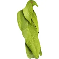 Big Scrub Rainforest Conservancy