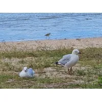 XXXX Out West, Australia