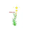 STAR SE株式会社 STAR SE株式会社