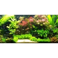 Elan's Ponds and Aquariums Elan's Ponds and Aquariums
