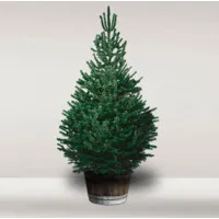 Pines & Co Pines & Co