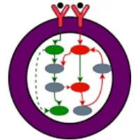 OncoDynamiX Lifesciences