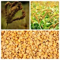 Singdev Mahila Kisan Utpadak Producer Company